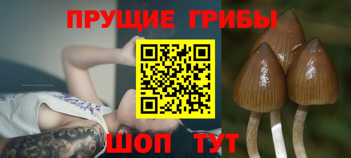Псилоцибиновые грибы GOLDEN TEACHER Елабуга